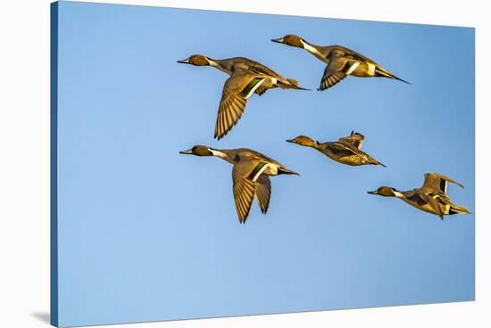 USA, New Mexico, Bosque del Apache National Wildlife Refuge. Pintail duck males and female-Jaynes Gallery-Stretched Canvas