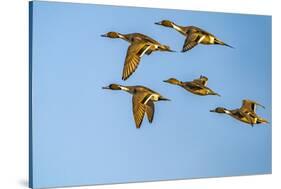 USA, New Mexico, Bosque del Apache National Wildlife Refuge. Pintail duck males and female-Jaynes Gallery-Stretched Canvas