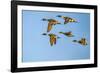 USA, New Mexico, Bosque del Apache National Wildlife Refuge. Pintail duck males and female-Jaynes Gallery-Framed Photographic Print