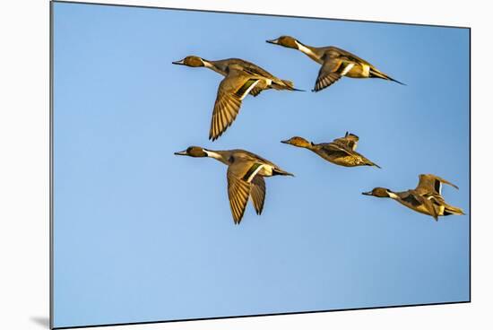 USA, New Mexico, Bosque del Apache National Wildlife Refuge. Pintail duck males and female-Jaynes Gallery-Mounted Photographic Print