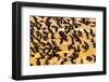 USA, New Mexico, Bosque Del Apache National Wildlife Refuge. Red-winged blackbird flock flying.-Jaynes Gallery-Framed Photographic Print