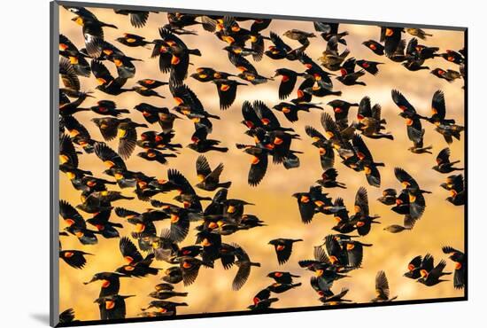 USA, New Mexico, Bosque Del Apache National Wildlife Refuge. Red-winged blackbird flock flying.-Jaynes Gallery-Mounted Photographic Print