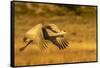 USA, New Mexico, Bosque del Apache National Wildlife Refuge. Sandhill crane in flight.-Jaynes Gallery-Framed Stretched Canvas