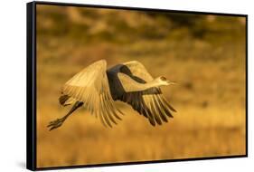 USA, New Mexico, Bosque del Apache National Wildlife Refuge. Sandhill crane in flight.-Jaynes Gallery-Framed Stretched Canvas