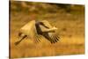 USA, New Mexico, Bosque del Apache National Wildlife Refuge. Sandhill crane in flight.-Jaynes Gallery-Stretched Canvas