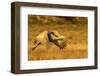 USA, New Mexico, Bosque del Apache National Wildlife Refuge. Sandhill crane in flight.-Jaynes Gallery-Framed Photographic Print