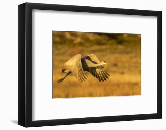 USA, New Mexico, Bosque del Apache National Wildlife Refuge. Sandhill crane in flight.-Jaynes Gallery-Framed Photographic Print