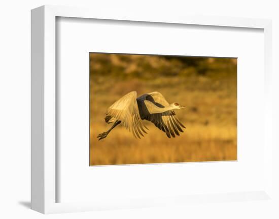 USA, New Mexico, Bosque del Apache National Wildlife Refuge. Sandhill crane in flight.-Jaynes Gallery-Framed Photographic Print
