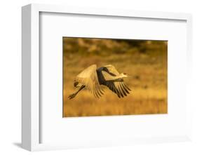 USA, New Mexico, Bosque del Apache National Wildlife Refuge. Sandhill crane in flight.-Jaynes Gallery-Framed Photographic Print