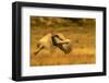 USA, New Mexico, Bosque del Apache National Wildlife Refuge. Sandhill crane in flight.-Jaynes Gallery-Framed Photographic Print