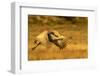 USA, New Mexico, Bosque del Apache National Wildlife Refuge. Sandhill crane in flight.-Jaynes Gallery-Framed Photographic Print