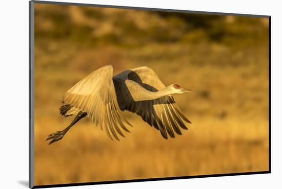 USA, New Mexico, Bosque del Apache National Wildlife Refuge. Sandhill crane in flight.-Jaynes Gallery-Mounted Photographic Print