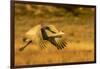 USA, New Mexico, Bosque del Apache National Wildlife Refuge. Sandhill crane in flight.-Jaynes Gallery-Framed Photographic Print