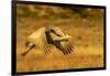 USA, New Mexico, Bosque del Apache National Wildlife Refuge. Sandhill crane in flight.-Jaynes Gallery-Framed Photographic Print