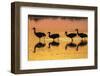 USA, New Mexico, Bosque Del Apache National Wildlife Refuge. Sandhill crane silhouettes-Jaynes Gallery-Framed Photographic Print