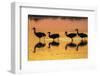 USA, New Mexico, Bosque Del Apache National Wildlife Refuge. Sandhill crane silhouettes-Jaynes Gallery-Framed Photographic Print