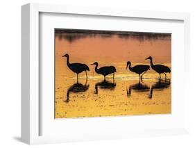 USA, New Mexico, Bosque Del Apache National Wildlife Refuge. Sandhill crane silhouettes-Jaynes Gallery-Framed Photographic Print