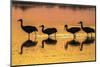 USA, New Mexico, Bosque Del Apache National Wildlife Refuge. Sandhill crane silhouettes-Jaynes Gallery-Mounted Photographic Print