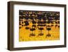 USA, New Mexico, Bosque Del Apache National Wildlife Refuge. Sandhill crane silhouettes-Jaynes Gallery-Framed Photographic Print