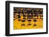 USA, New Mexico, Bosque Del Apache National Wildlife Refuge. Sandhill crane silhouettes-Jaynes Gallery-Framed Photographic Print