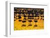 USA, New Mexico, Bosque Del Apache National Wildlife Refuge. Sandhill crane silhouettes-Jaynes Gallery-Framed Photographic Print