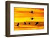 USA, New Mexico, Bosque Del Apache National Wildlife Refuge. Sandhill cranes flying at sunset.-Jaynes Gallery-Framed Photographic Print