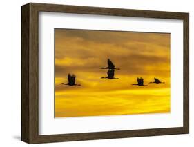 USA, New Mexico, Bosque Del Apache National Wildlife Refuge. Sandhill cranes in flight at sunrise.-Jaynes Gallery-Framed Photographic Print