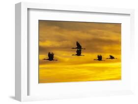 USA, New Mexico, Bosque Del Apache National Wildlife Refuge. Sandhill cranes in flight at sunrise.-Jaynes Gallery-Framed Photographic Print