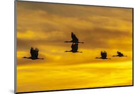 USA, New Mexico, Bosque Del Apache National Wildlife Refuge. Sandhill cranes in flight at sunrise.-Jaynes Gallery-Mounted Photographic Print