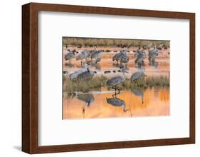 USA, New Mexico, Bosque del Apache National Wildlife Refuge. Sandhill cranes in water at sunrise.-Jaynes Gallery-Framed Photographic Print