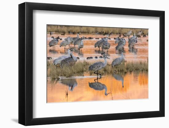 USA, New Mexico, Bosque del Apache National Wildlife Refuge. Sandhill cranes in water at sunrise.-Jaynes Gallery-Framed Photographic Print