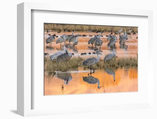 USA, New Mexico, Bosque del Apache National Wildlife Refuge. Sandhill cranes in water at sunrise.-Jaynes Gallery-Framed Photographic Print