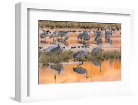 USA, New Mexico, Bosque del Apache National Wildlife Refuge. Sandhill cranes in water at sunrise.-Jaynes Gallery-Framed Photographic Print