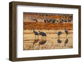 USA, New Mexico, Bosque Del Apache National Wildlife Refuge. Sandhill cranes in water at sunrise.-Jaynes Gallery-Framed Photographic Print