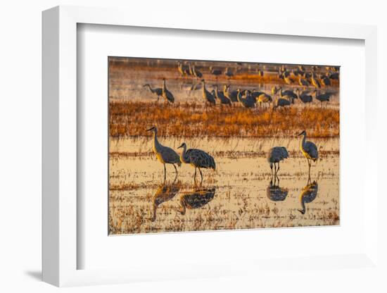 USA, New Mexico, Bosque Del Apache National Wildlife Refuge. Sandhill cranes in water at sunrise.-Jaynes Gallery-Framed Photographic Print