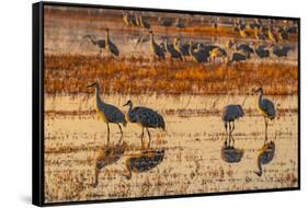 USA, New Mexico, Bosque Del Apache National Wildlife Refuge. Sandhill cranes in water at sunrise.-Jaynes Gallery-Framed Stretched Canvas