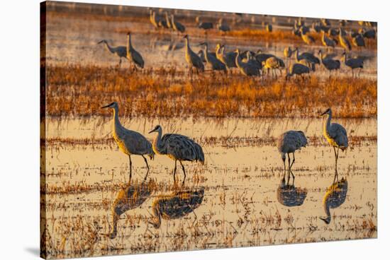 USA, New Mexico, Bosque Del Apache National Wildlife Refuge. Sandhill cranes in water at sunrise.-Jaynes Gallery-Stretched Canvas