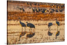 USA, New Mexico, Bosque Del Apache National Wildlife Refuge. Sandhill cranes in water at sunrise.-Jaynes Gallery-Stretched Canvas