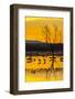 USA, New Mexico, Bosque Del Apache National Wildlife Refuge. Sandhill cranes in water at sunrise.-Jaynes Gallery-Framed Photographic Print