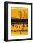 USA, New Mexico, Bosque Del Apache National Wildlife Refuge. Sandhill cranes in water at sunrise.-Jaynes Gallery-Framed Photographic Print