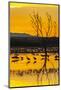USA, New Mexico, Bosque Del Apache National Wildlife Refuge. Sandhill cranes in water at sunrise.-Jaynes Gallery-Mounted Photographic Print