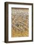 USA, New Mexico, Bosque del Apache National Wildlife Refuge. Sandhill cranes on feeding grounds.-Jaynes Gallery-Framed Photographic Print