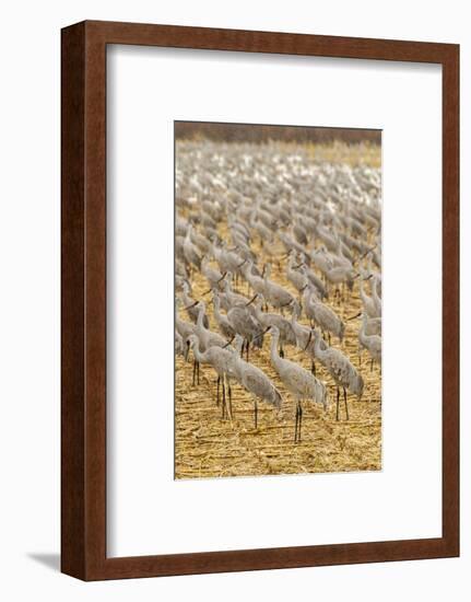 USA, New Mexico, Bosque del Apache National Wildlife Refuge. Sandhill cranes on feeding grounds.-Jaynes Gallery-Framed Photographic Print