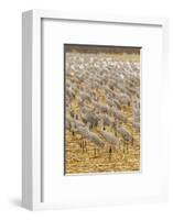 USA, New Mexico, Bosque del Apache National Wildlife Refuge. Sandhill cranes on feeding grounds.-Jaynes Gallery-Framed Photographic Print