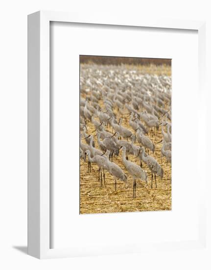 USA, New Mexico, Bosque del Apache National Wildlife Refuge. Sandhill cranes on feeding grounds.-Jaynes Gallery-Framed Photographic Print