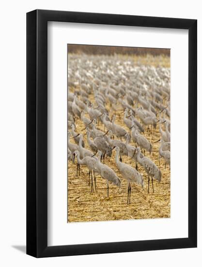 USA, New Mexico, Bosque del Apache National Wildlife Refuge. Sandhill cranes on feeding grounds.-Jaynes Gallery-Framed Photographic Print