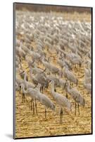 USA, New Mexico, Bosque del Apache National Wildlife Refuge. Sandhill cranes on feeding grounds.-Jaynes Gallery-Mounted Photographic Print