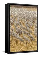 USA, New Mexico, Bosque del Apache National Wildlife Refuge. Sandhill cranes on feeding grounds.-Jaynes Gallery-Framed Stretched Canvas