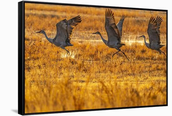 USA, New Mexico, Bosque Del Apache National Wildlife Refuge. Sandhill cranes taking flight-Jaynes Gallery-Framed Stretched Canvas