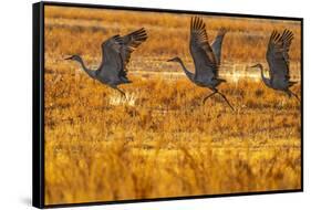 USA, New Mexico, Bosque Del Apache National Wildlife Refuge. Sandhill cranes taking flight-Jaynes Gallery-Framed Stretched Canvas